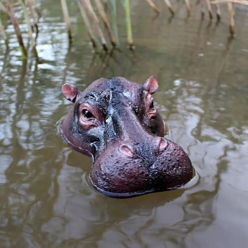 Estatua Flotante Realistica Hipopotamo - A Pedido_exkarg Marrón 5