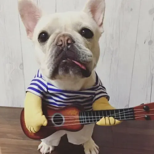 Disfraz Perro Guitarrista - A Pedido_exkarg 2