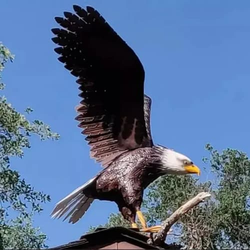 Estatua Aguila Americana - A Pedido_exkarg Negro 10
