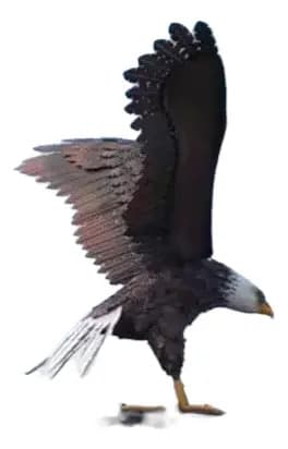 Estatua Aguila Americana - A Pedido_exkarg Negro 4
