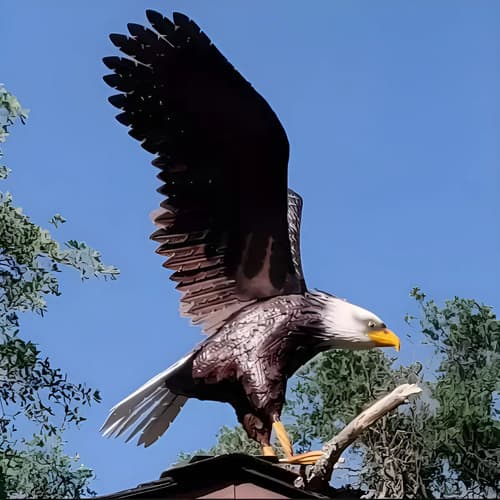 Estatua Aguila Americana - A Pedido_exkarg Negro