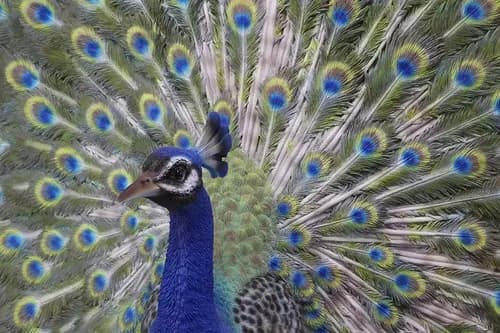 Estatua Pavo Real Exotico - A Pedido_exkarg Azul 5